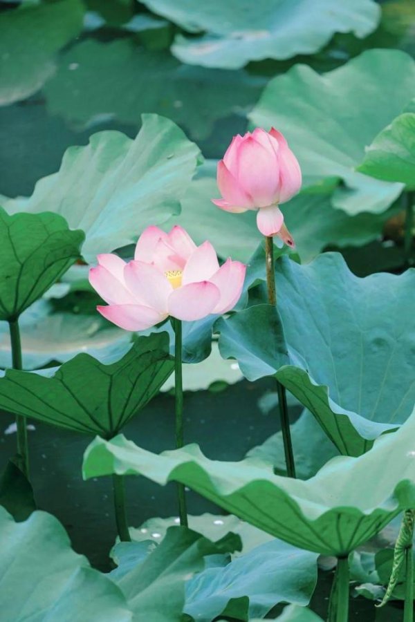 配资证券配资网站 今日大暑 夏天的最后一个节气 热浪中的生机勃勃